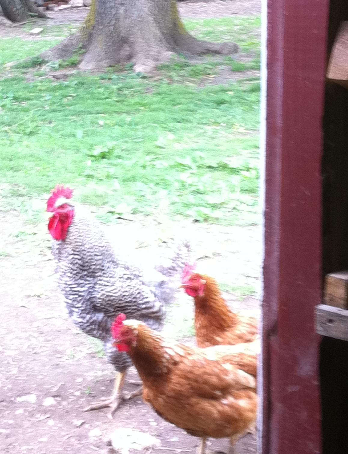Country Life Hens meeting their new roommates