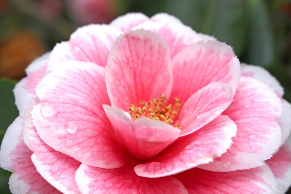 Pink flowers at Kew Gardens in Spring - London lifestyle blog