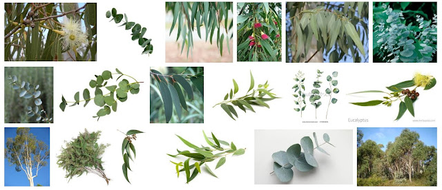 Fakta - Fakta menarik tentang Pohon kayu putih / Eucalyptus