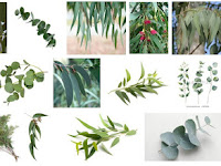 Fakta - Fakta menarik tentang Pohon kayu putih / Eucalyptus Fakta - Fakta menarik tentang Pohon kayu putih / Eucalyptus