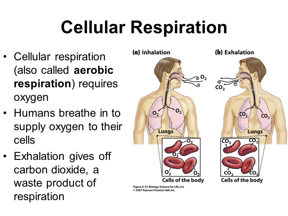 Their cell. Cellular respiration. Cellular respiration presentation. Respiration Chambers. Respiration норма.