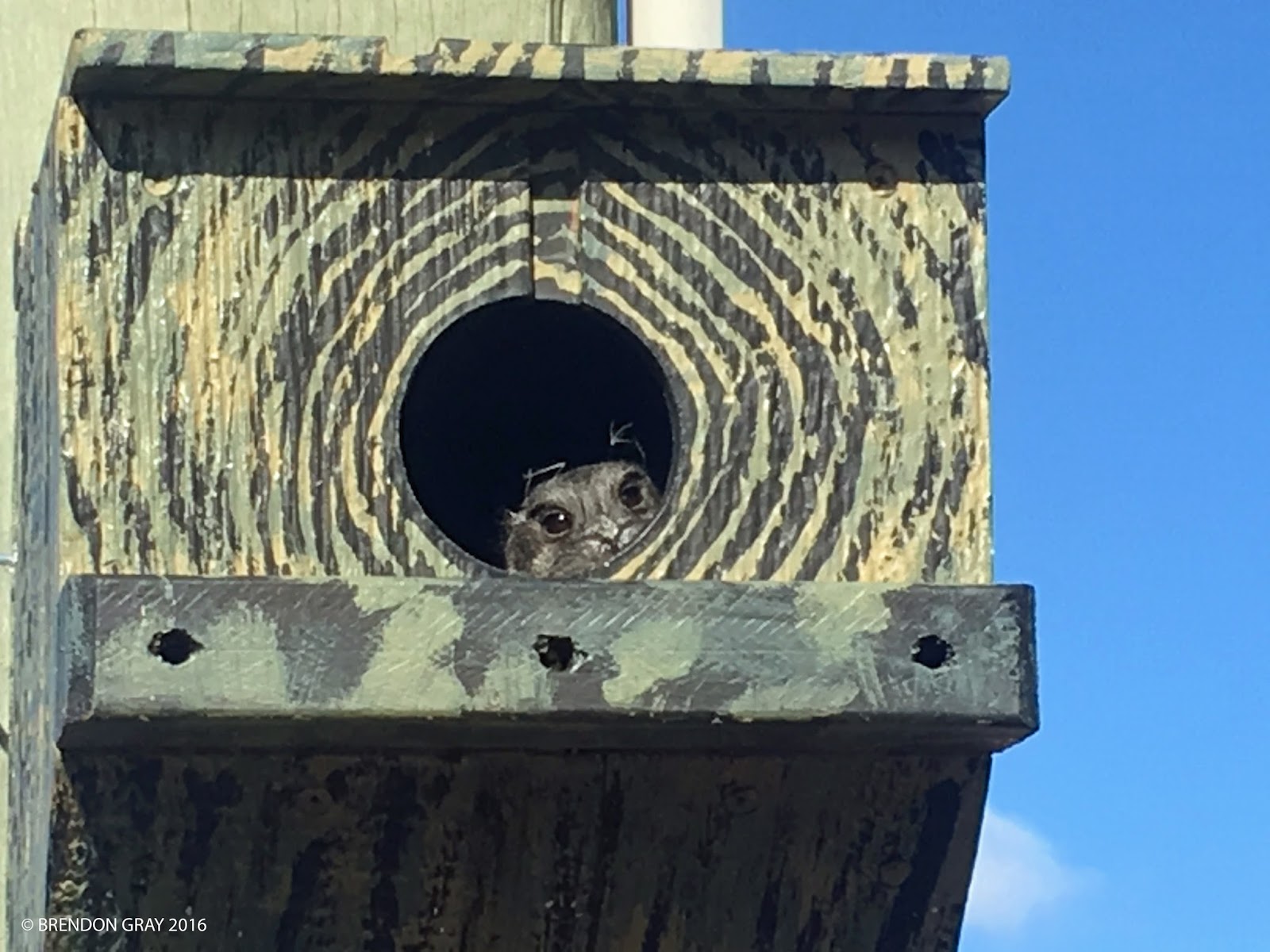 Owlet Nightjars nesting at Jarowair