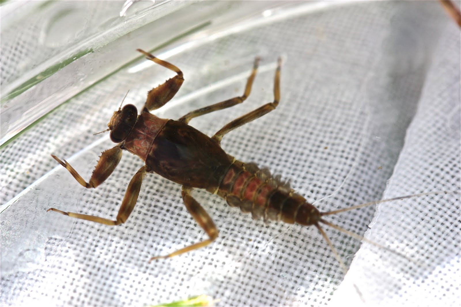 Aquatic Insects of Central Virginia Montana Insects, Part I.