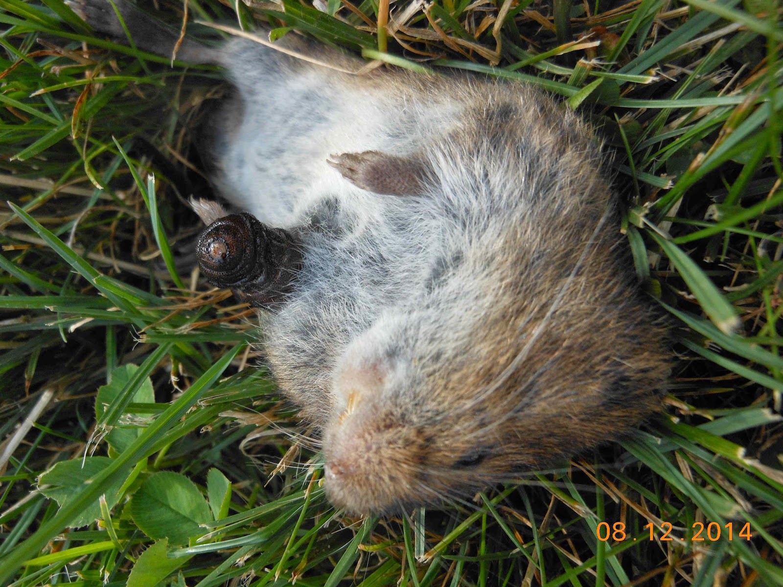 The World Around Us Bot Flies in Maine