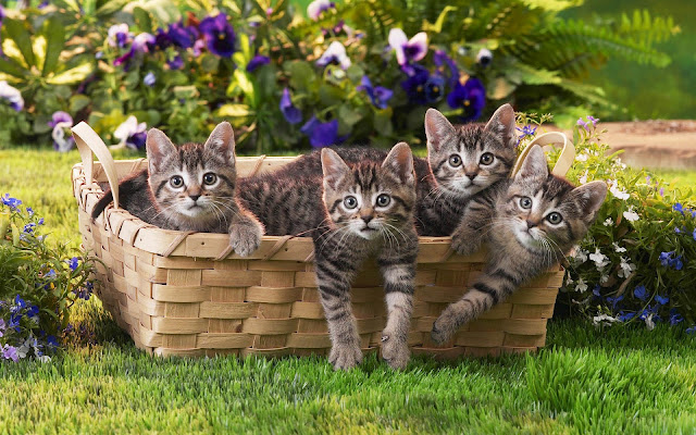 Funny photo with cute little cats in a basket