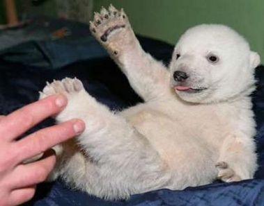 All Funny,Cute,Cool And Amazing Animals: Cute White Bear Images And