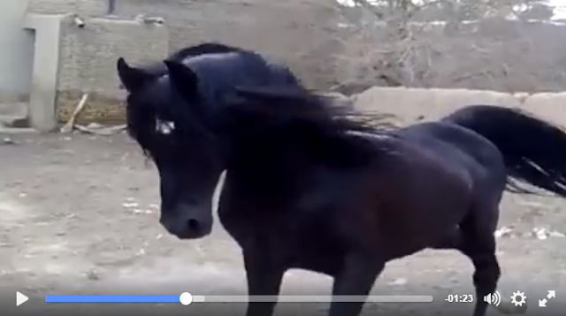 Αν έχεις αδυναμία στα άλογα τότε πρέπει να δεις αυτό το βίντεο: Μοιάζει πολύ στον Βουκεφάλα 
