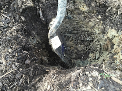 digging in clay soil