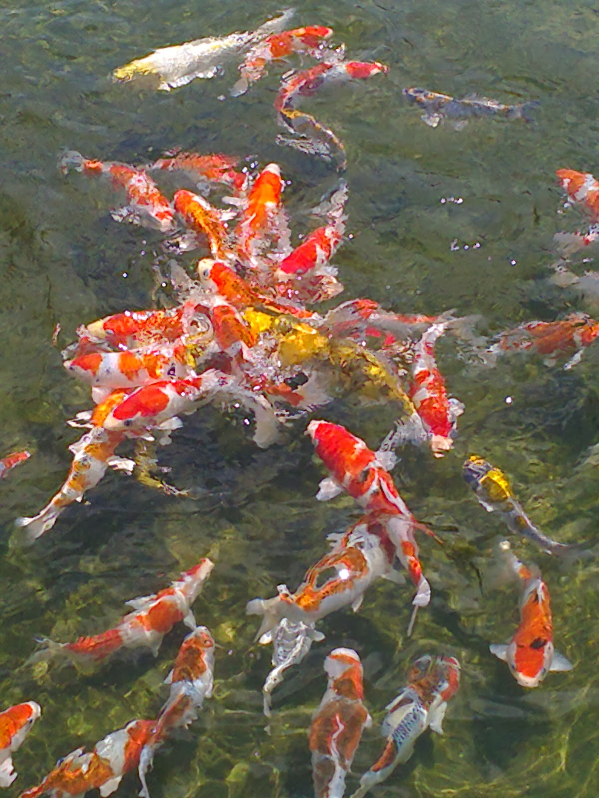 fish share: PESONA IKAN HIAS KOI 5