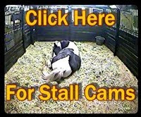 View Our Foaling Cams