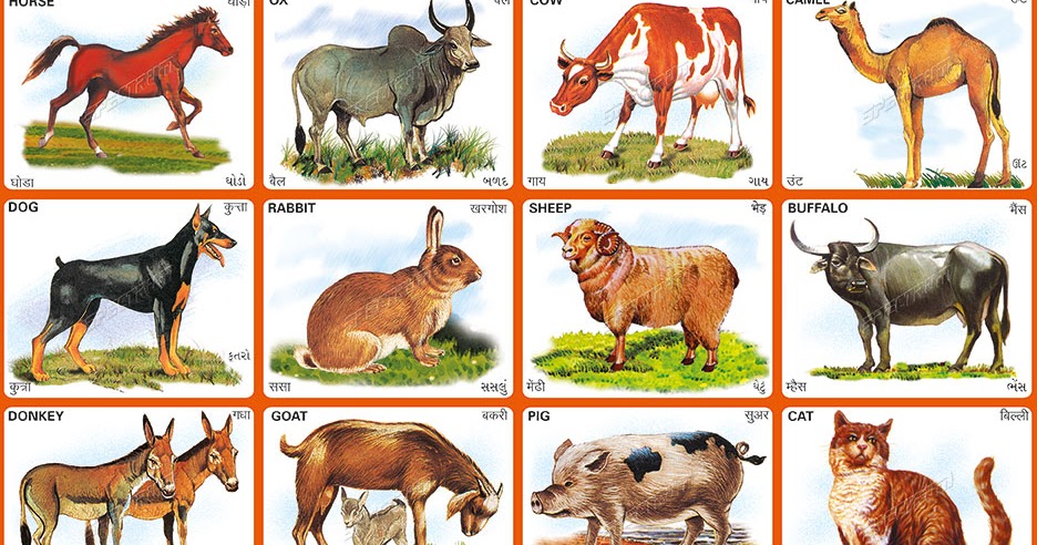 Spectrum Educational Charts: Chart 118 - Domesticated Animals 1