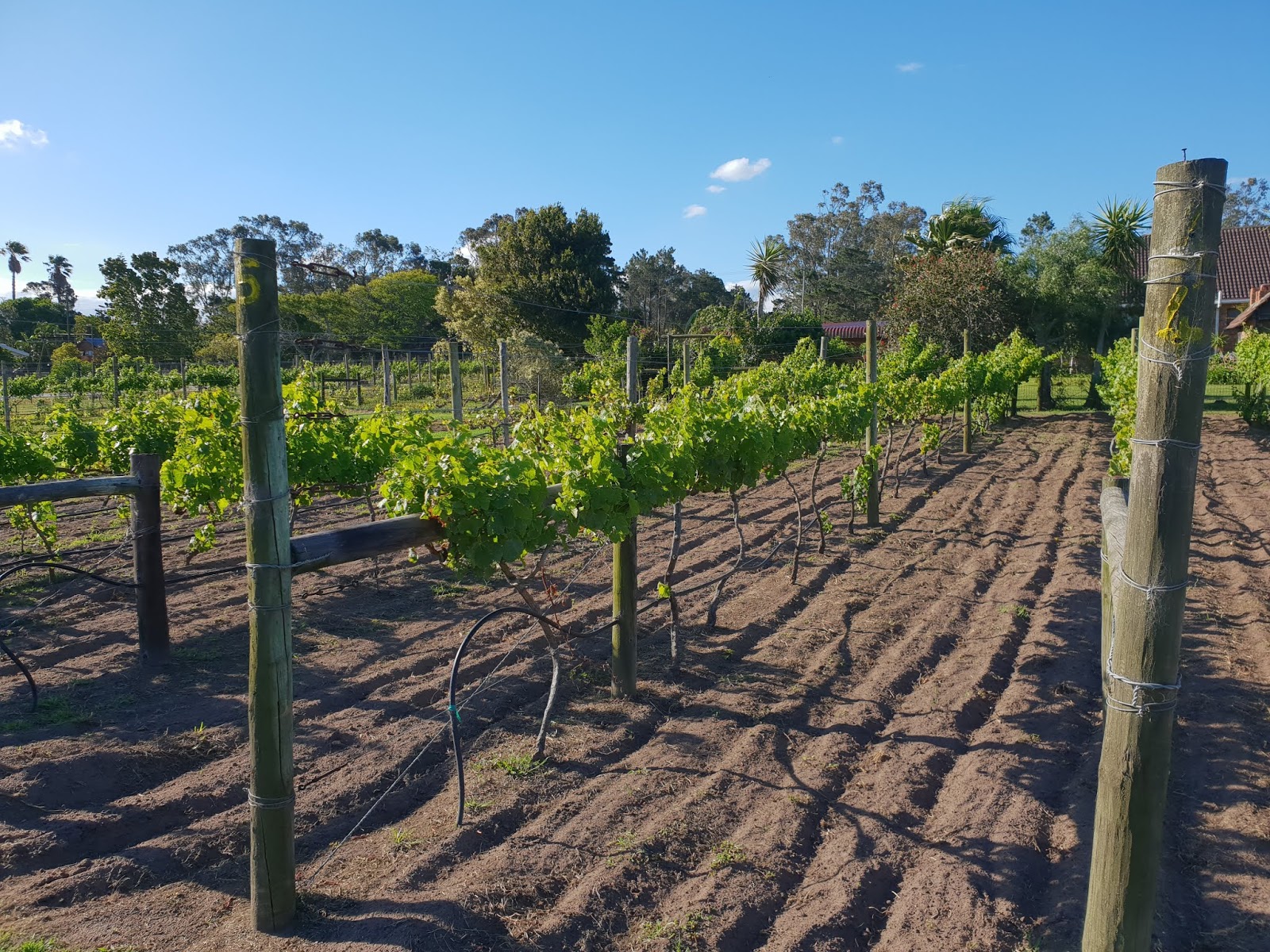 theescombe wine estate