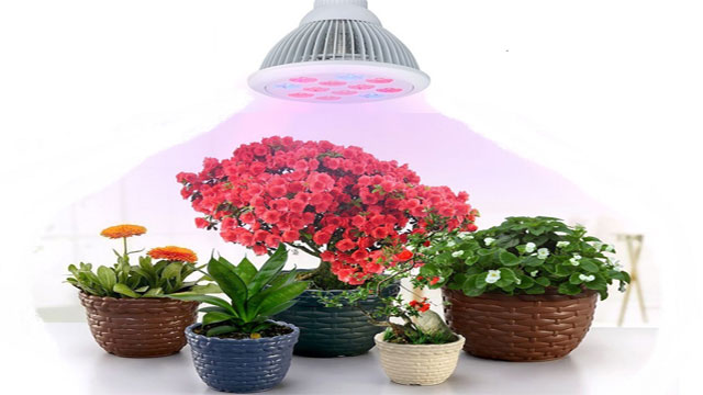Best Light for Growing Plants Indoors Best Light for Growing Plants Indoors