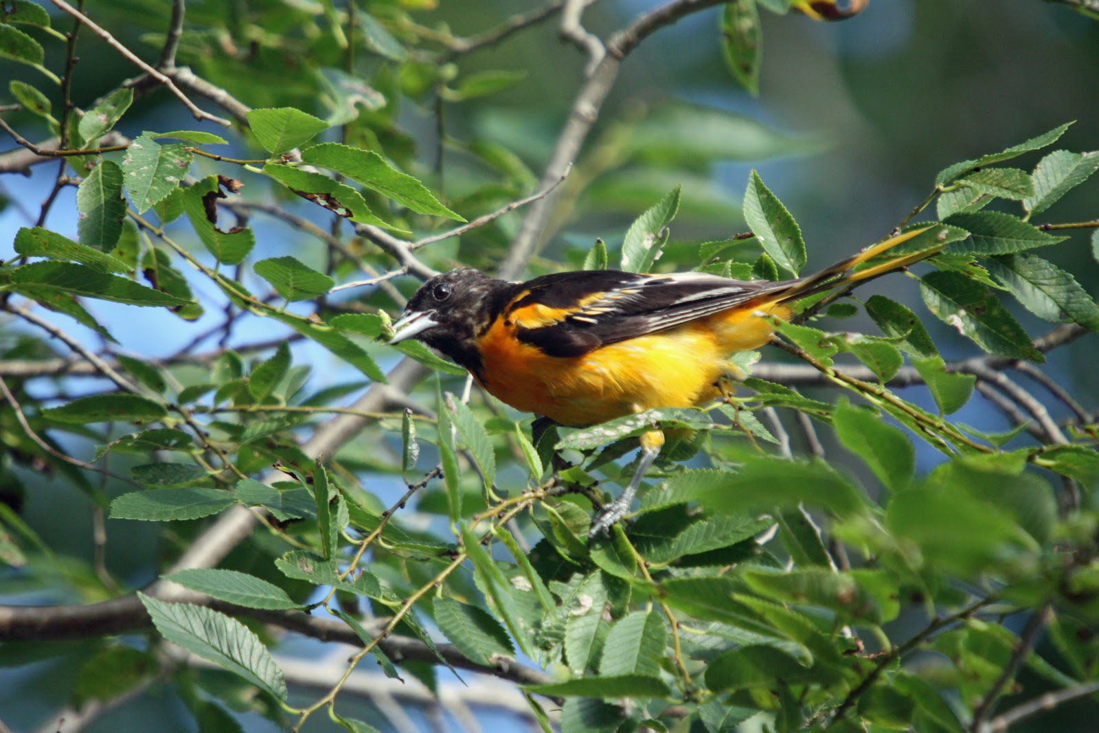 Bird Man of Bridgewater Southeastern Massachusetts and Cape Cod