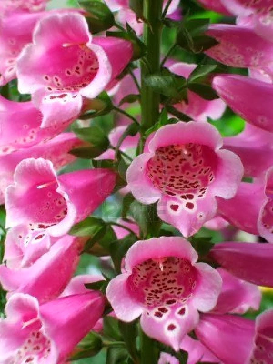 Foxglove Flower Wallpapers ~ HD Wallpapers | Funny Videos | Hot Girls