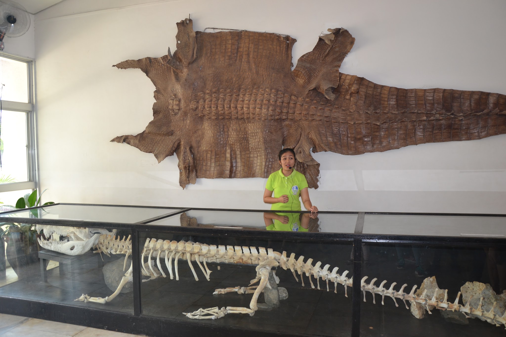 Giant Crocodile Palawan