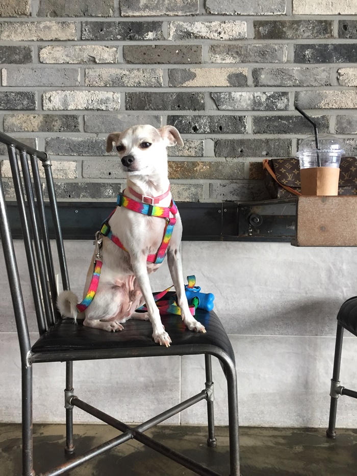 happyhazel HAPPY GOES TO KOREAN DOG CAFE!