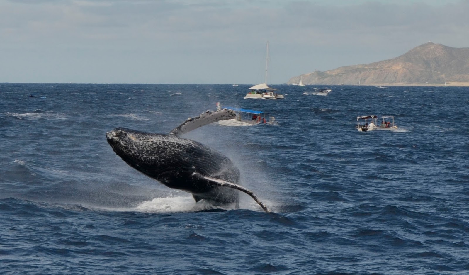 Following Mama Sun: Love Those Whales