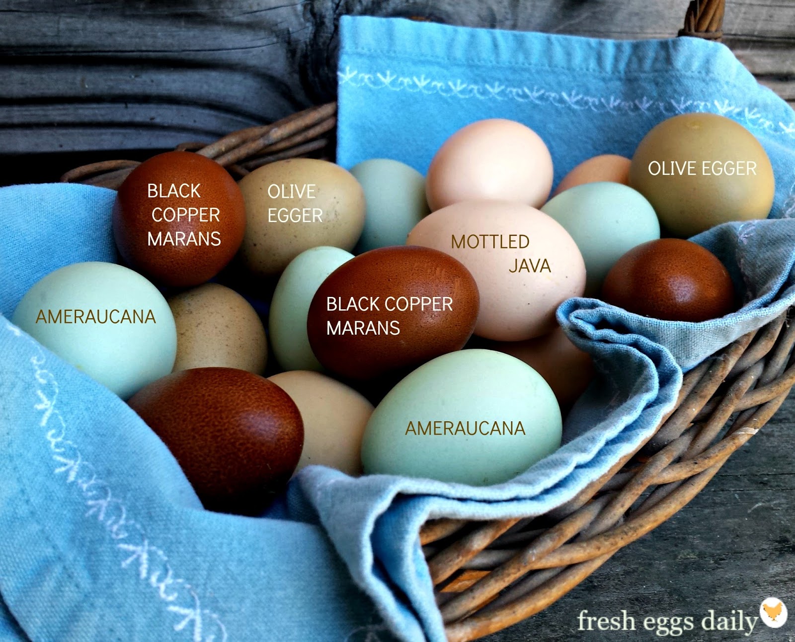 Ameraucana Egg Color Chart