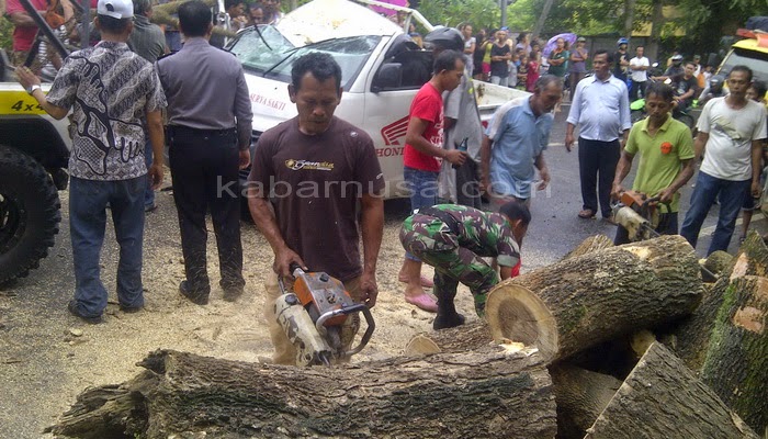 Angin Kencang, Pohon Kelapa Tumbang Timpa Sapi