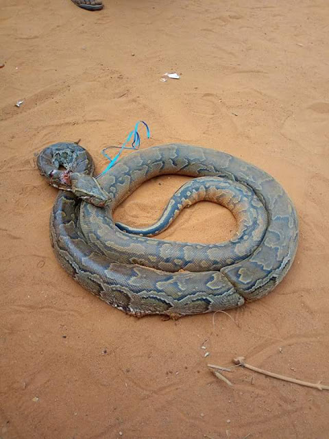  Photos: 13-year- old boy kills huge python in Anambra