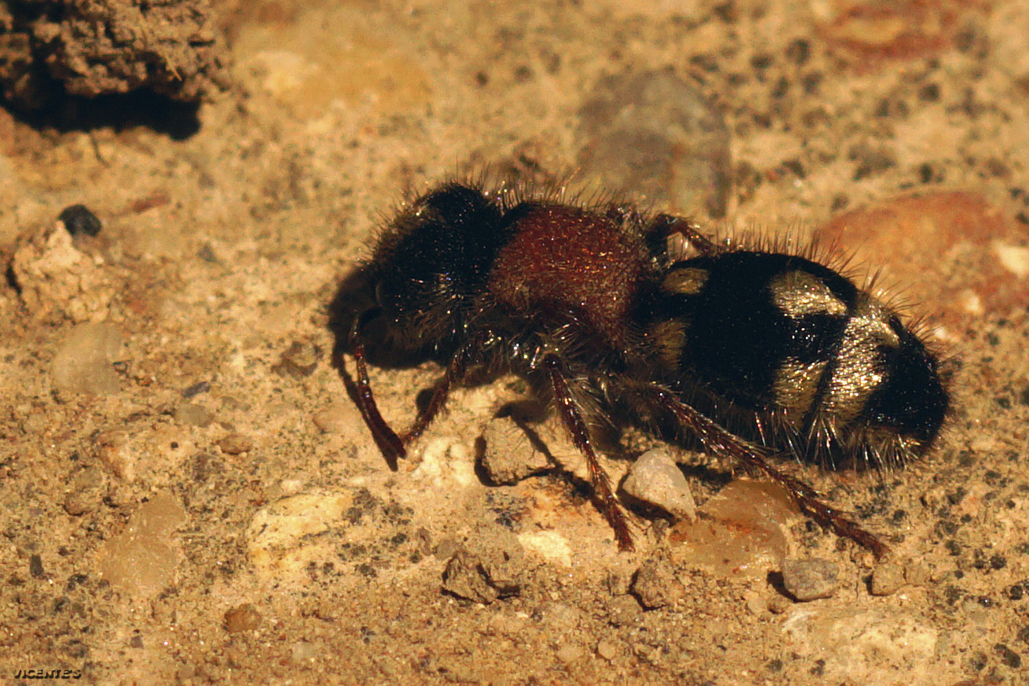 fauna silvestre de hormaza ronisia barbarula fauna silvestre de hormaza ronisia barbarula