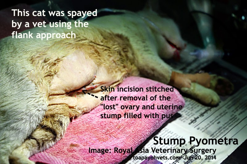 Veterinary and Travel Stories 1386. Stump pyometra in a cat in Yangon