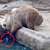 Αρκούδα έσωσε κοράκι που έπεσε μέσα στο νερό.