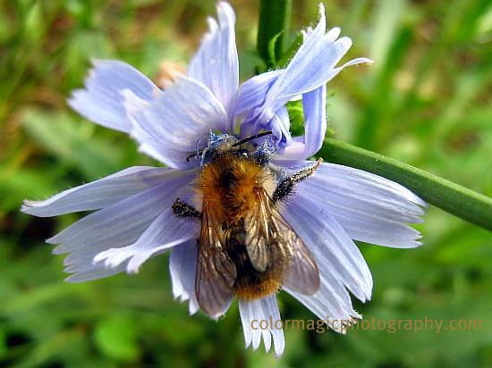 Bee on chicory flower