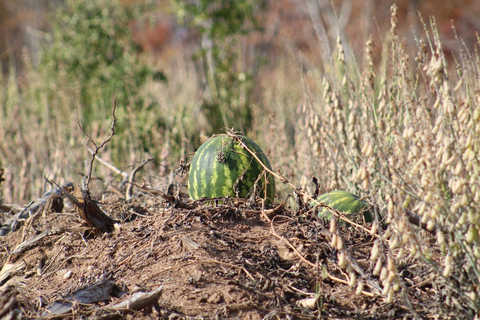 111 LaLa Lane: Wild Watermelons