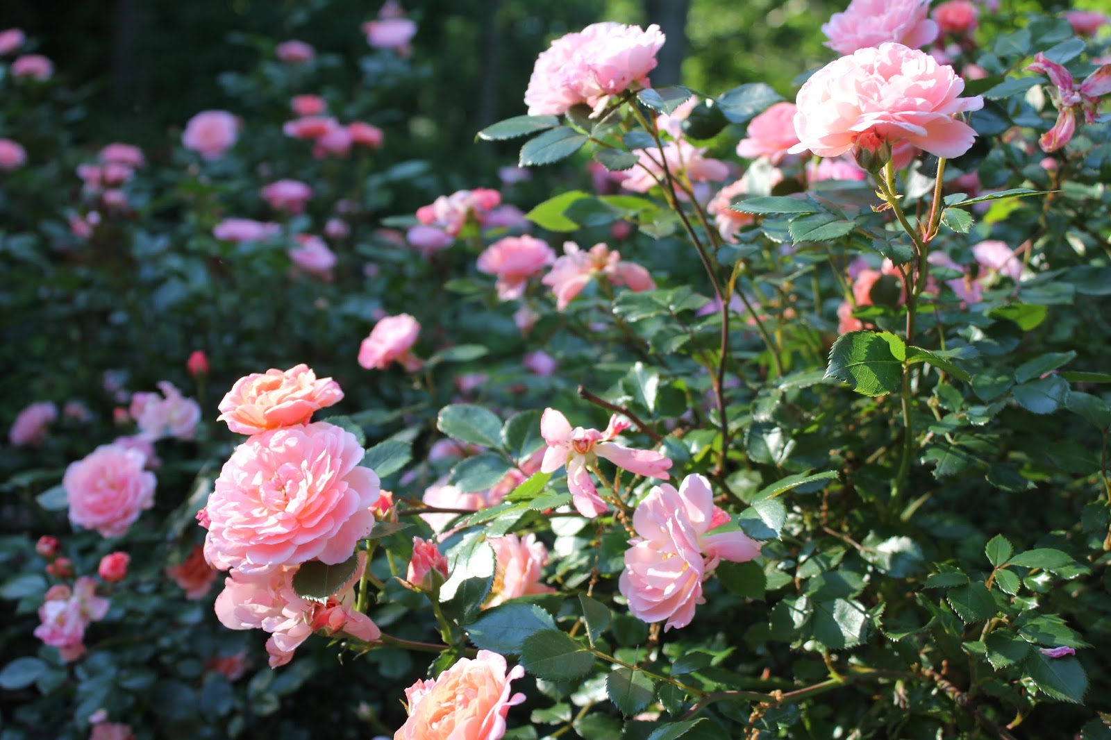 Gardening and Gardens Easy Care Roses