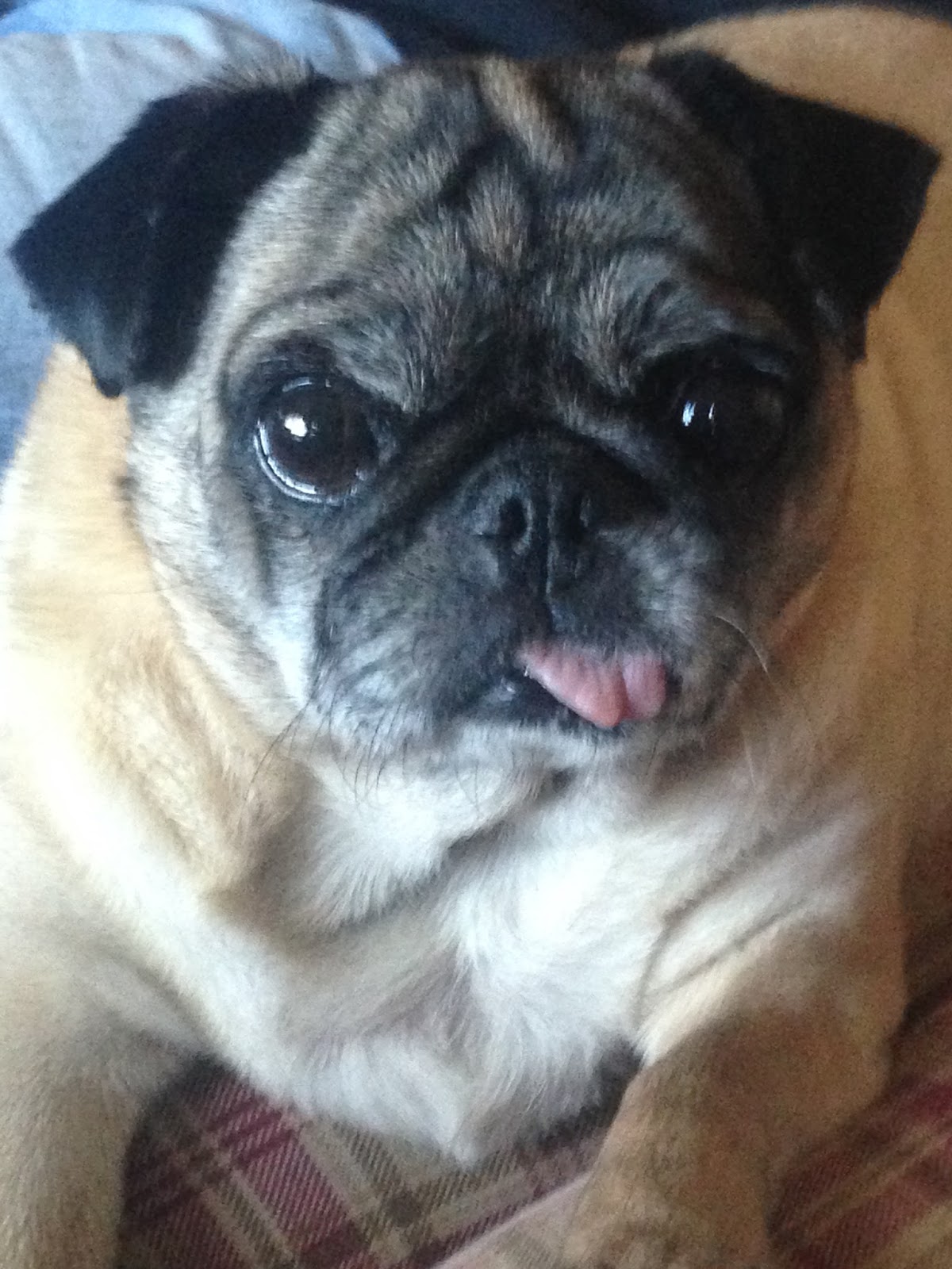 Red Lake Rosie's Rescue Sami, the senior pug, is home