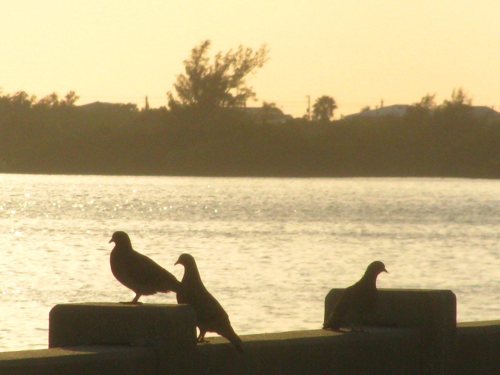 Niles Key West >> Key West Diary: Niles Channel Niles Key West >> Key West Diary: Niles Channel