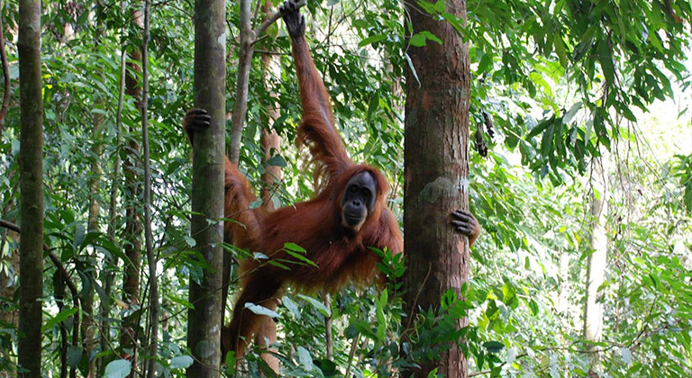 Taman Nasional Hutan Hujan Sumatera, Indonesia