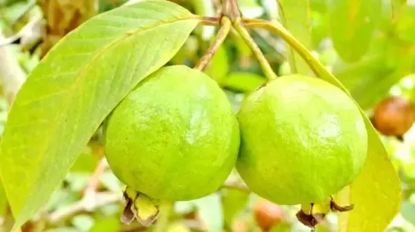 health benefits of guava leaves