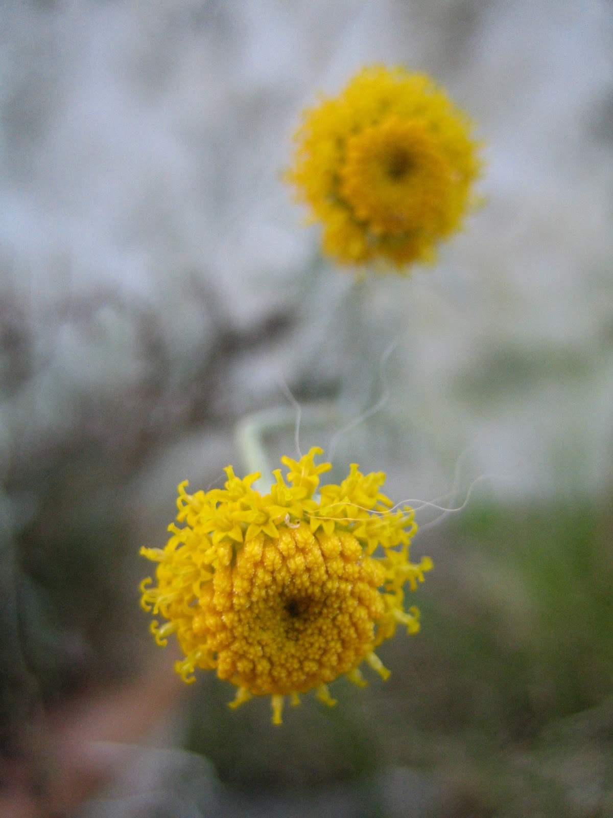 REGALOS AMARILLO YELLOW: Flor de la semana: Santonila.