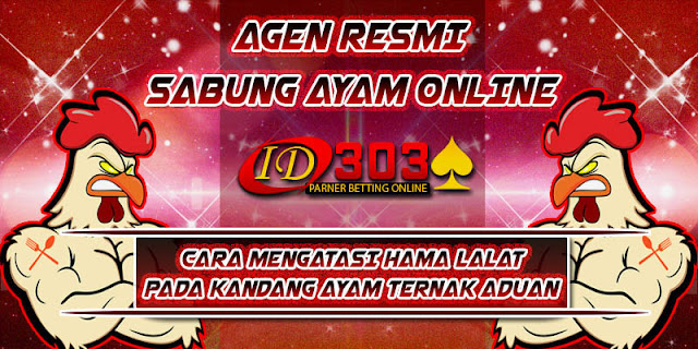 CARA MENGATASI HAMA LALAT PADA KANDANG AYAM TERNAK ADUAN ayambangkok asli, ciri sisik pukul mati, adu ayam birma, download video sabung bangkok, bangkok super jalu, jalu super jahat, bentuk jalu mematikan, video jago tarung lengkap, video sabung bangkok, tarung bangkok pukul mati, bangkok super purwokerto, video tarung bebas sampai mati, adu jago birma, adu jago bangkok super, ayamlaga pukul mati 2014, mantra adu jago, bangkok aduan super, tarung jago birma, birma super jalu, blorok madu pukul mati, adu jago sampai mati, adu jago bangkok pukul mati, video adu jago, pakhoy ori, jalu renteng 3, cara meruncingkan jalu, pakoy top the best, adu ayam filipina, video ayam bertarung sampai mati, bangkok super cup 2015, adu ayam 2016, adu ayam bangkok super jalu, adu ayam betet, adu ayam bangkok di thailand, adu ayam bangkok terbaru, adu ayam bangkok youtube, adu ayam jago sampai mati, adu ayam laga, adu ayam sabung, adu ayam siam, adu ayam bangkok pukul ko, adu ayam sadis, adu ayam 5, adu ayam bali indonesia, adu ayam bangkok asli thailand, adu ayam bangkok ko, adu ayam bangkok muda, adu ayam bangkok terbaru 2015, adu ayam jawa