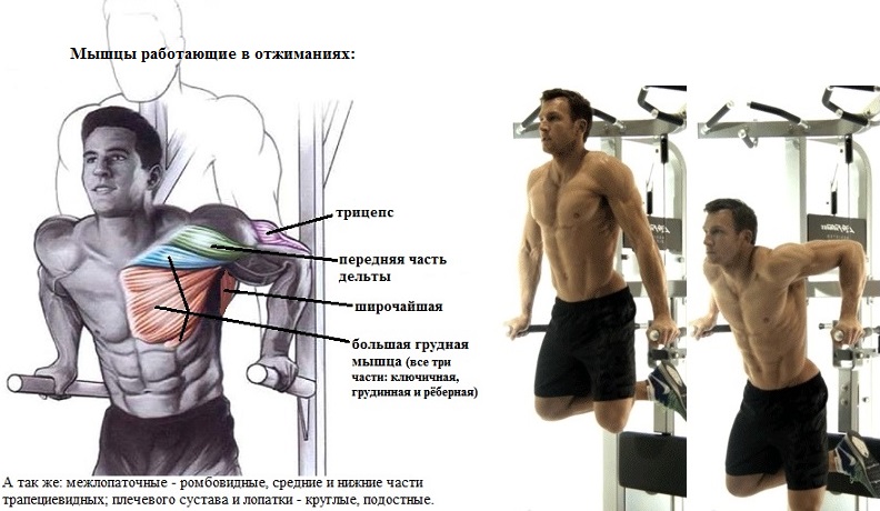 отжимания на брусьях. брусья на трицепс техника. какие мышцы работают на брусьях. отжимания на брусьях какие мышцы задействованы. какие мышцы работают на брусьях.