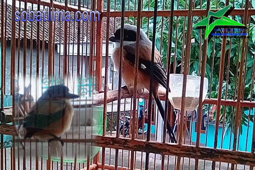 Penyebab Dan Cara Ampuh Mengatasi Cendet Pentet Macet Bunyi Dan