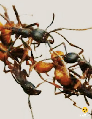 تفسير رؤية النمل في الاحلام 