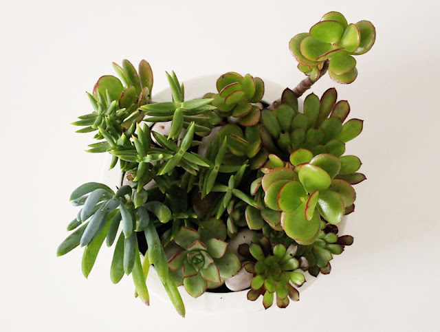 Como fazer um jardim de suculentas