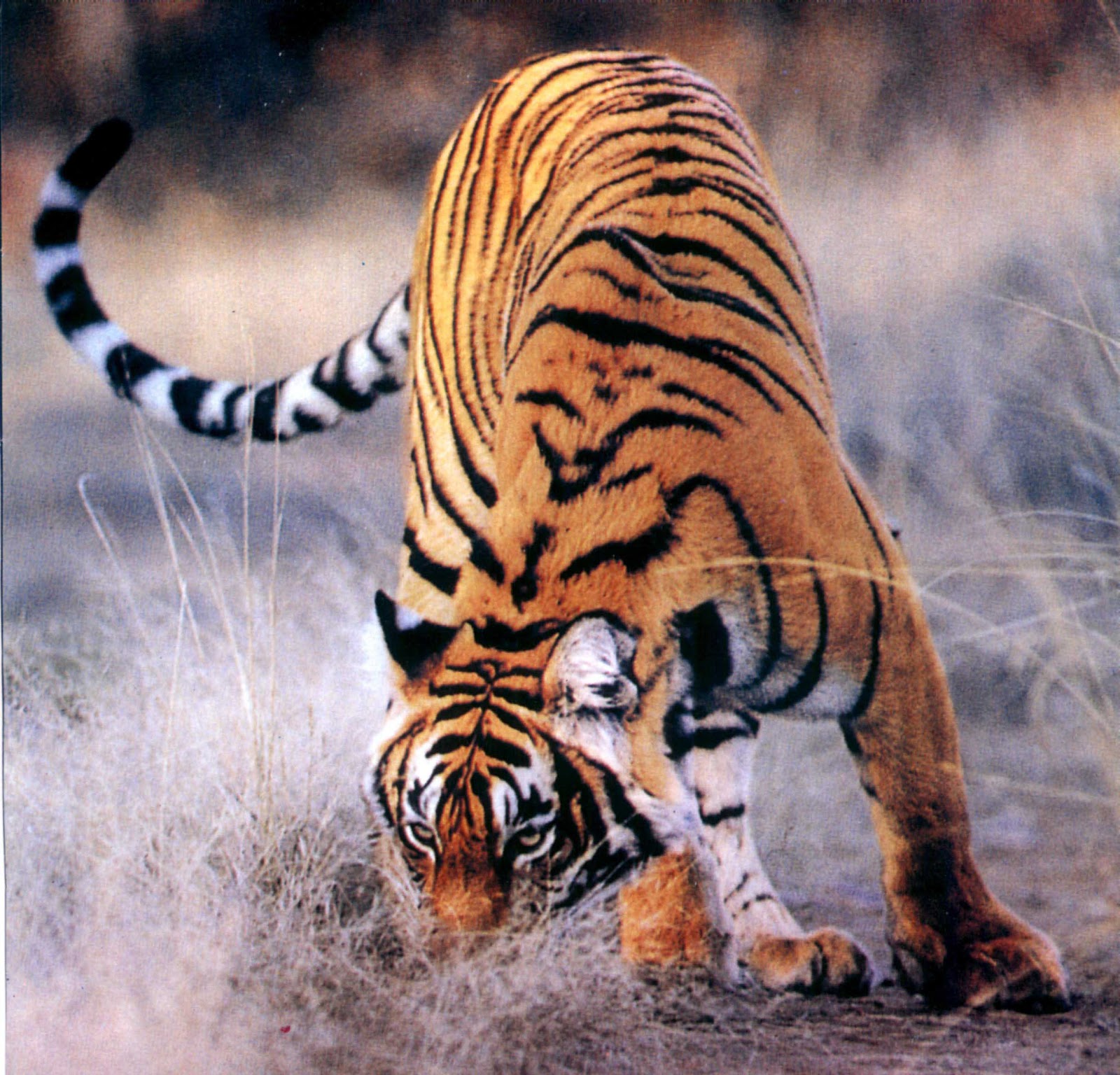 Tiger The Most Dangerous Wildlife In The World Wildlife Of World free-images-animal-wildlife-predator-fauna-green-lizard-head