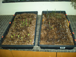 Seeds Sprouting