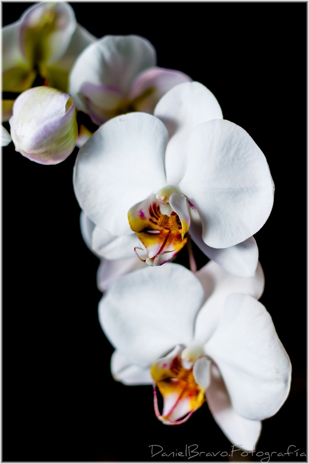 Orquídea blanca, planta de orquídea blanca, rama con orquídeas blancas en fondo negro