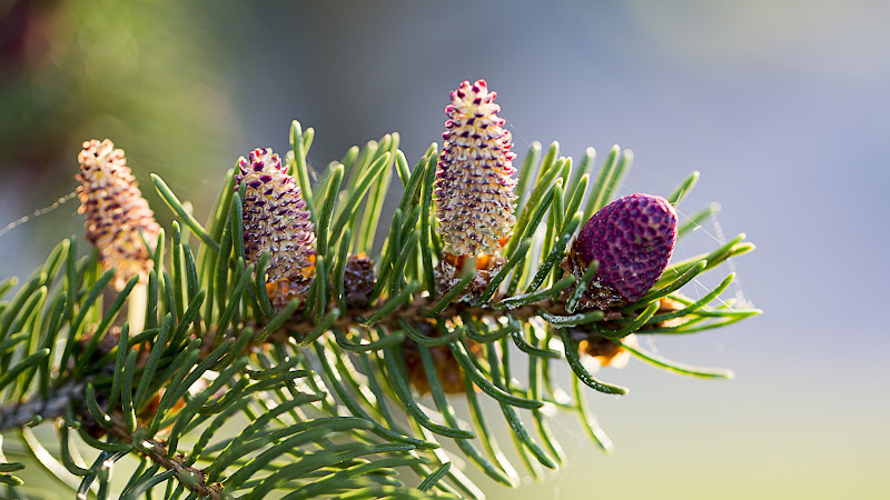 Pine Branch