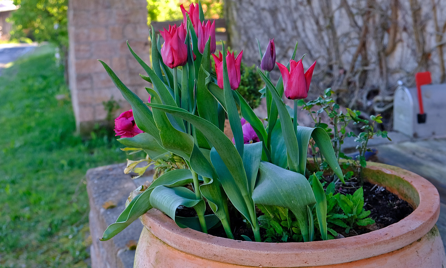 tulpen im topf