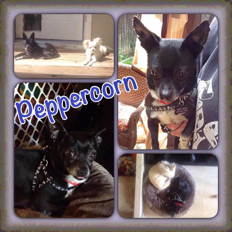 For the Love of Dogs Peppercorn's Plight Undesirability