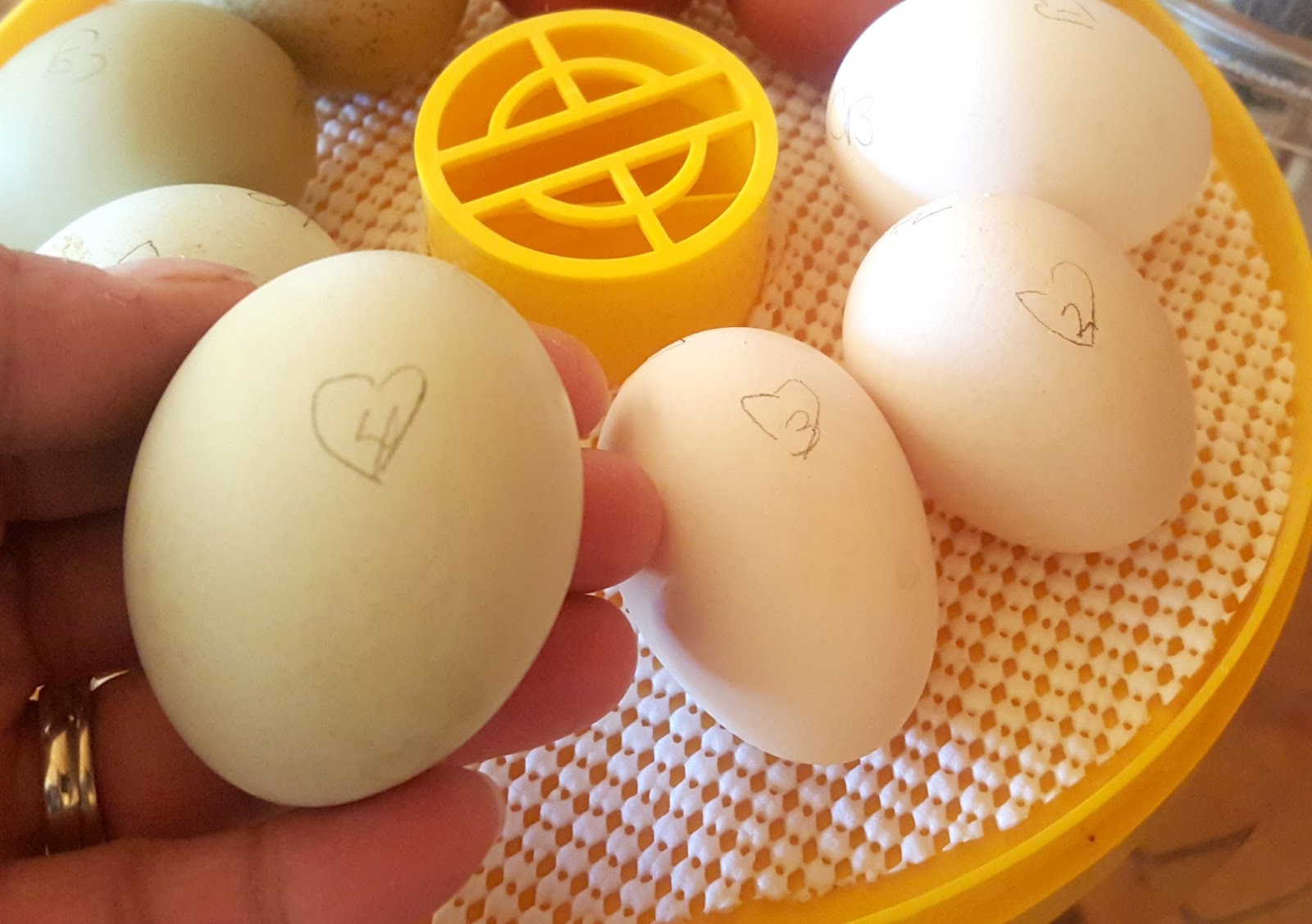 Hatching eggs. Проветривает яйца. Egg Hatch. Way Parrot lay Egg игрушка. Резинка на режим яйца.