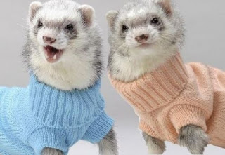 top 10 ferret names pixelate immediate