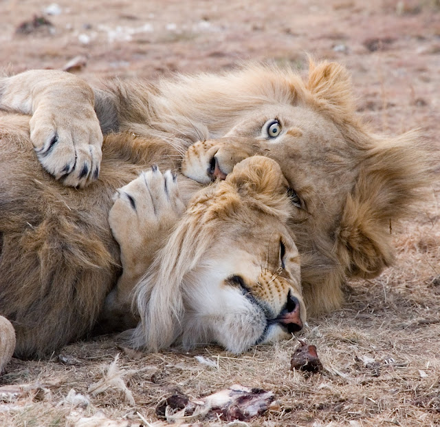 animal pictures animal pictures